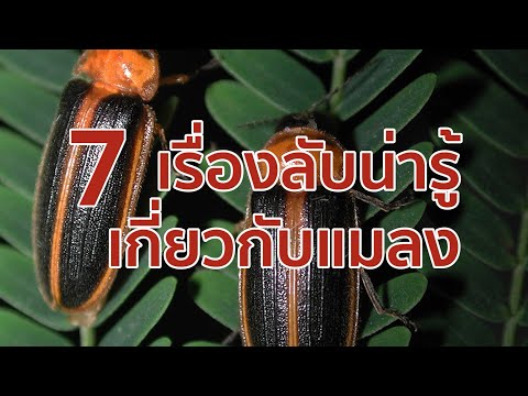 7 เรื่องลับน่ารู้เกี่ยวกับแมลง